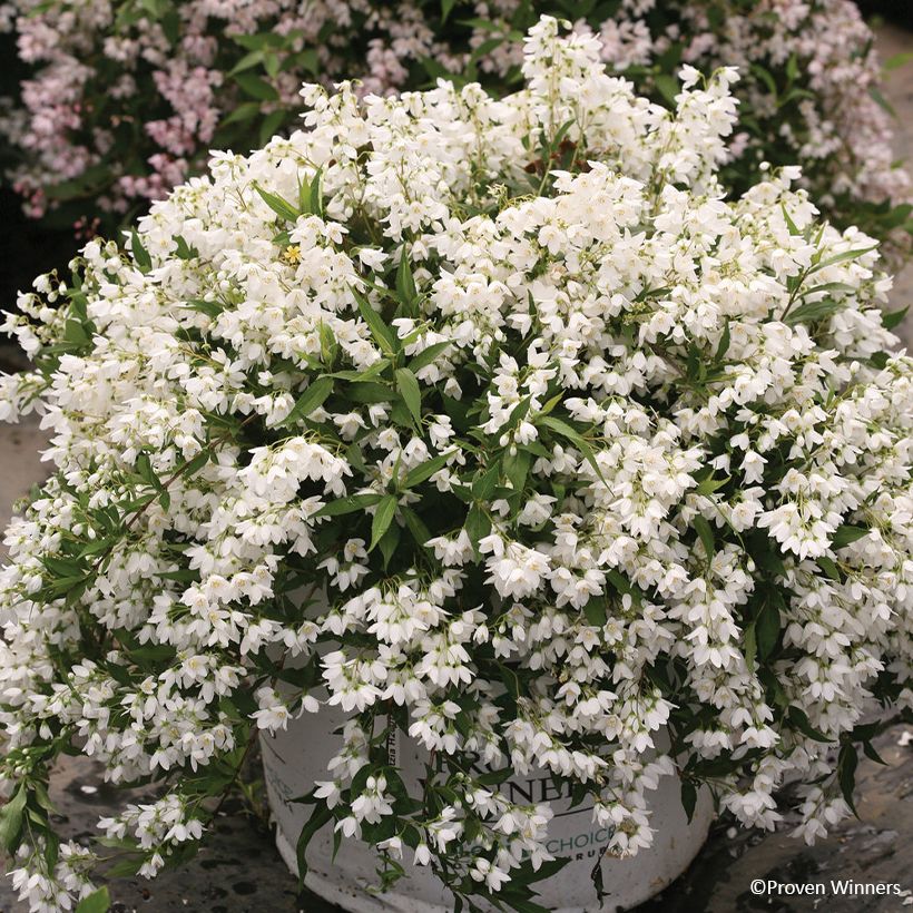 Deutzia Yuki Snowflake - Deutzie (Plant habit)