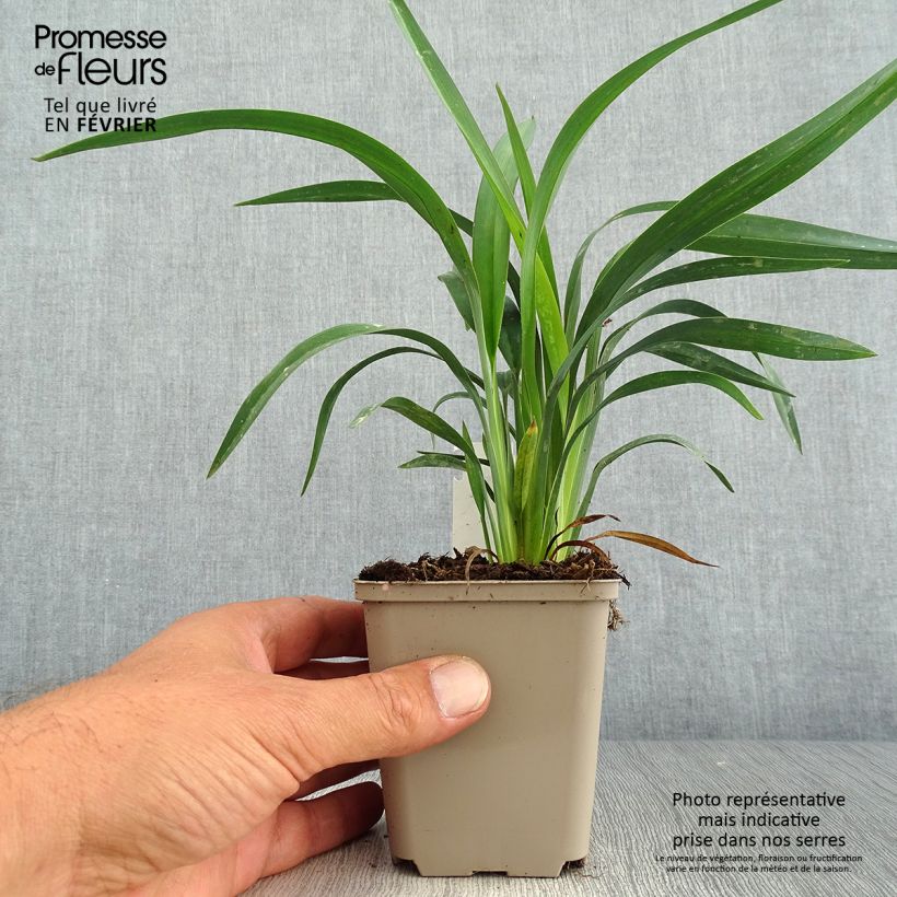 Example of Dianella revoluta Blue Stream Godet de 8/9 cm as you get in automne