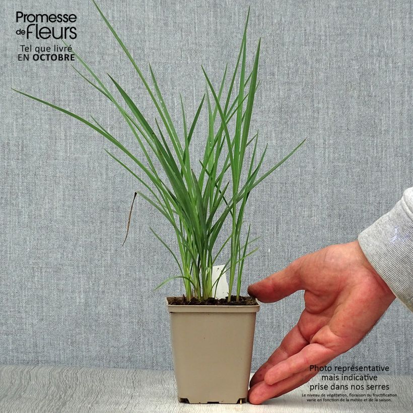 Example of Dianella revoluta Coolvista Godet de 8/9 cm as you get in automne
