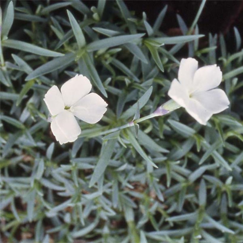 Dianthus La Bourboule Alba - Oeillet (Flowering)