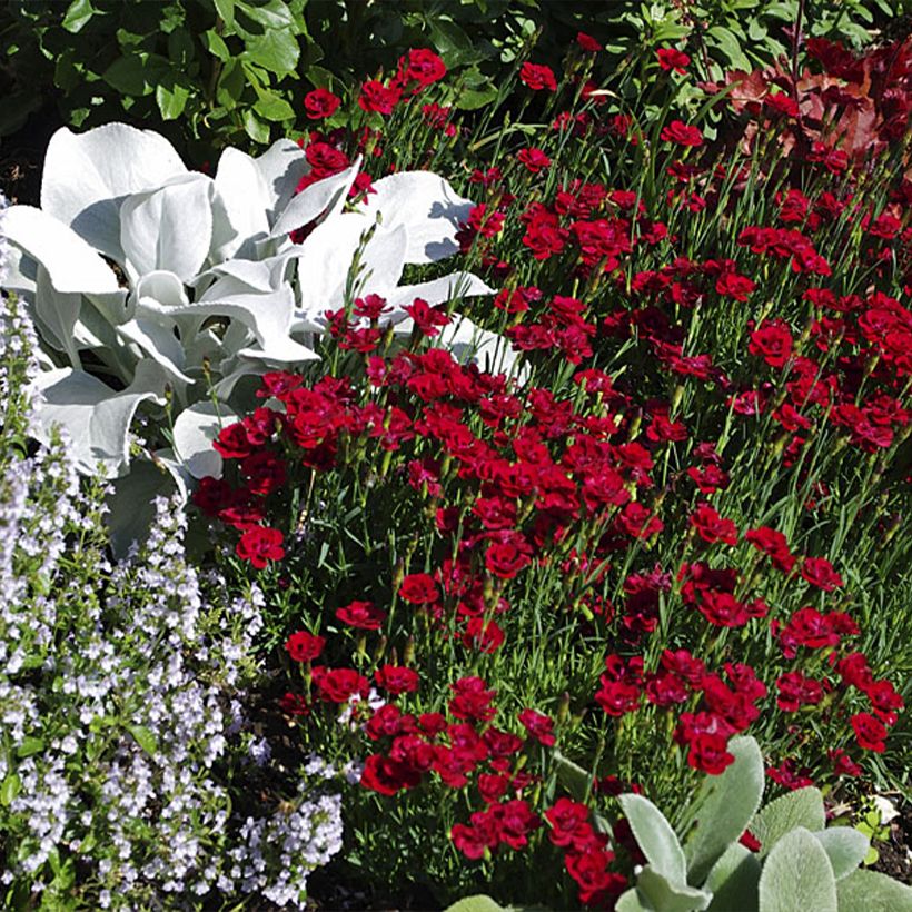 Dianthus Merci Fleuri - Œillet mignardise (Plant habit)