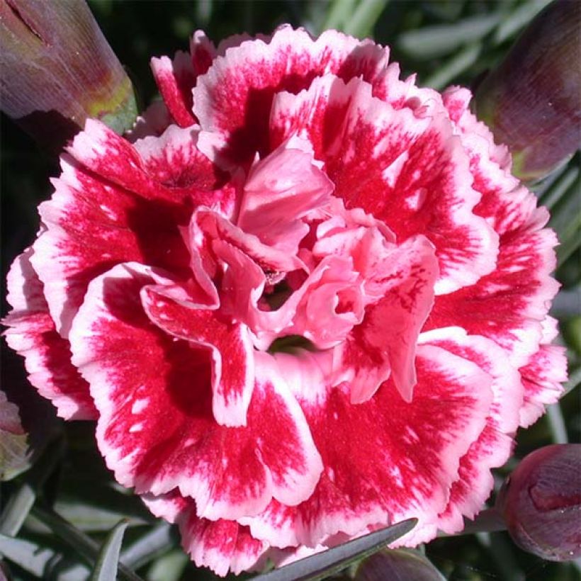 Dianthus Scent First Sugar Plum - Œillet mignardise (Flowering)