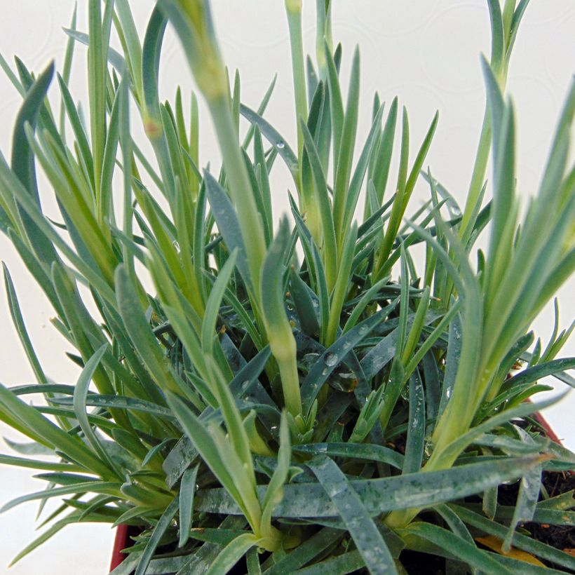 Dianthus Scent First Tickled Pink - Œillet mignardise (Foliage)