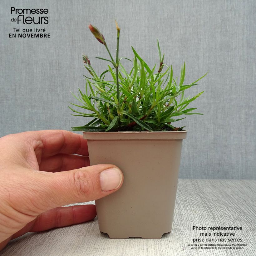 Example of Dianthus Vivid Bright Light - Oeillet tapissant Godet de 8/9 cm as you get in automne