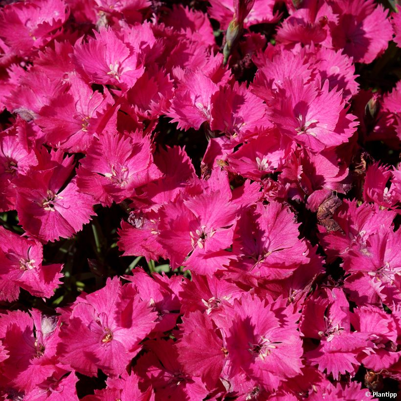 Dianthus Vivid Bright Light - Oeillet tapissant (Flowering)