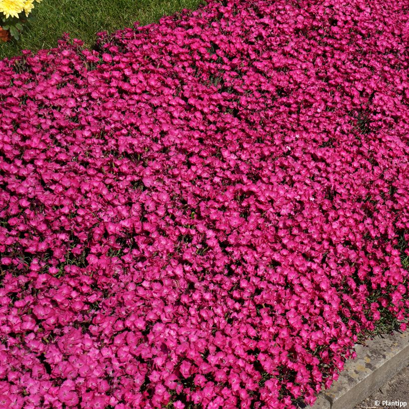 Dianthus Vivid Bright Light - Oeillet tapissant (Plant habit)