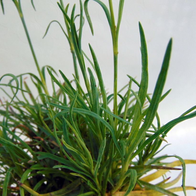 Dianthus allwoodii Romeo - Oeillet mignardise pourpre à centre brun et blanc (Foliage)