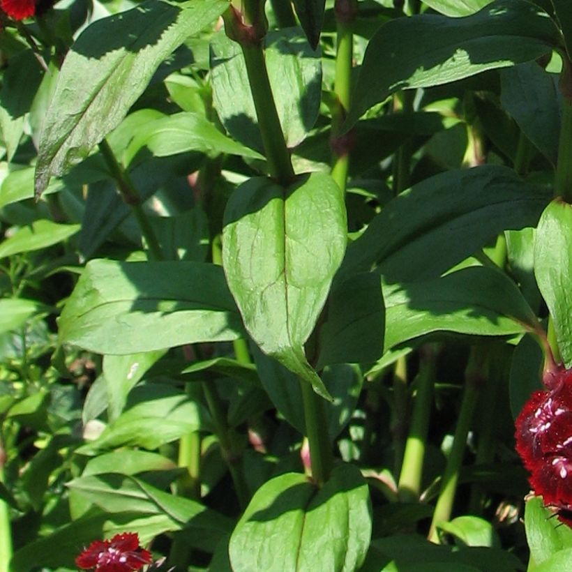Dianthus barbatus Oeschberg, Oeillet barbu (Foliage)