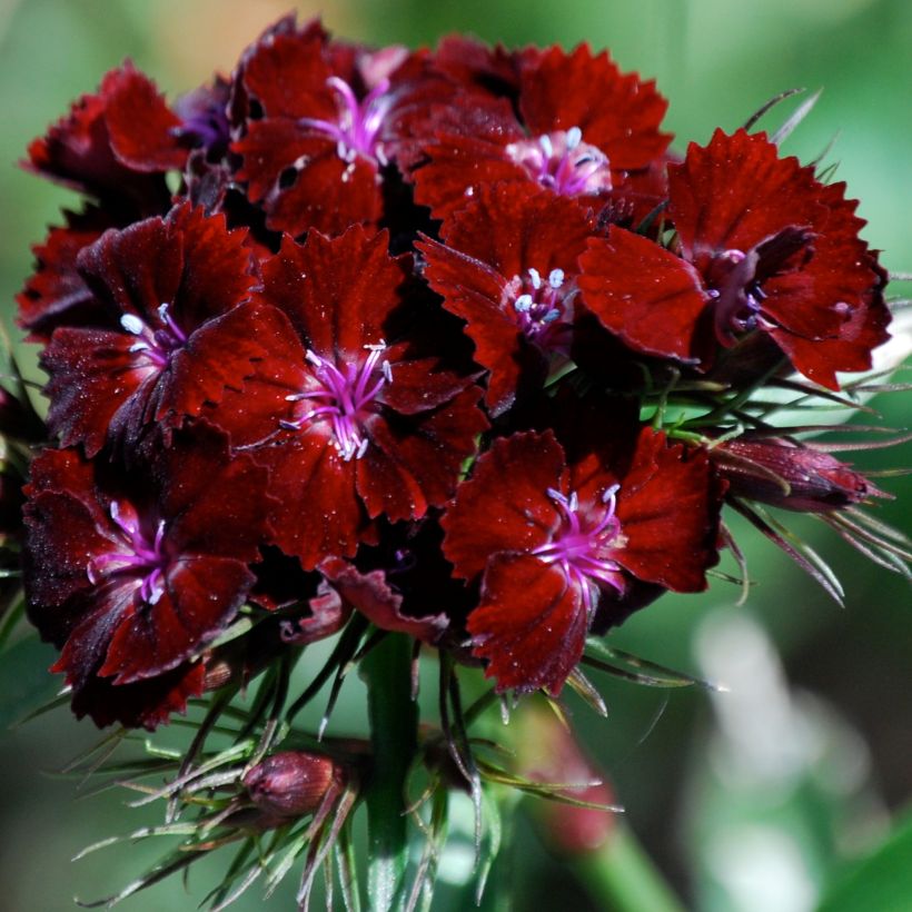 Dianthus barbatus Oeschberg, Oeillet barbu (Flowering)