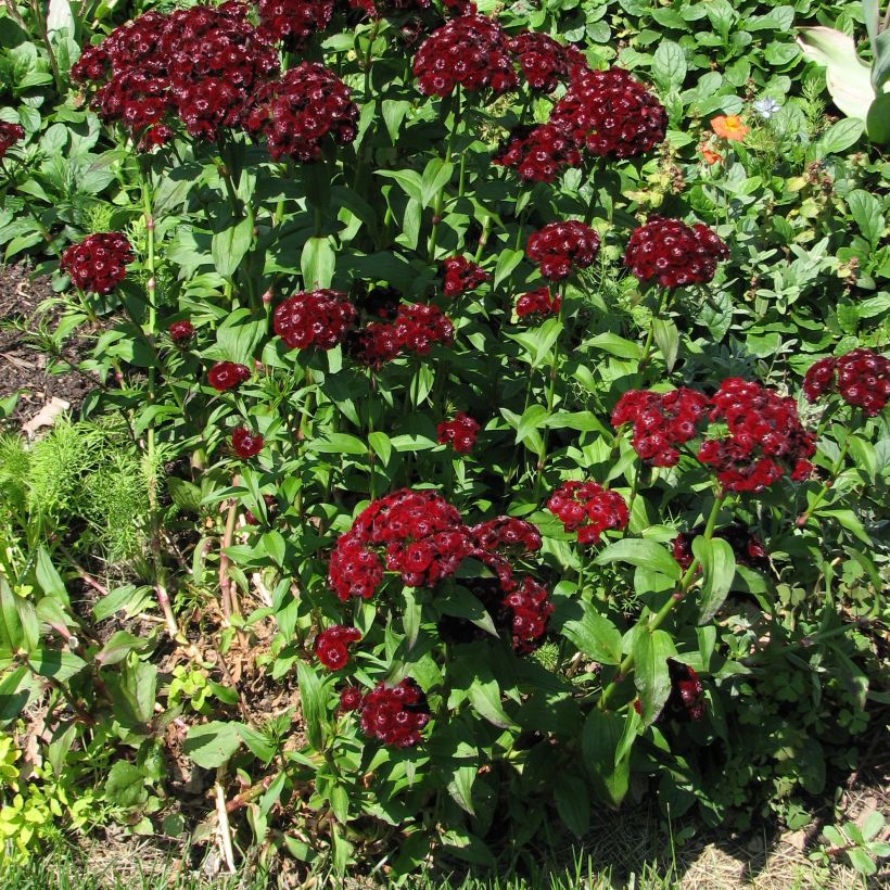 Dianthus barbatus Oeschberg, Oeillet barbu (Plant habit)