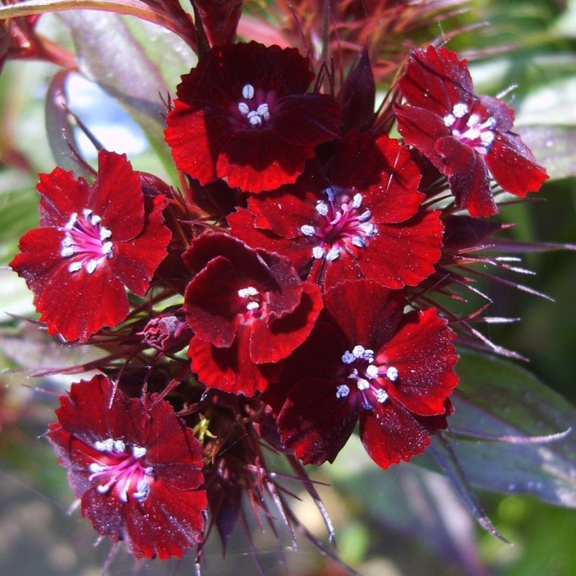 Oeillet de poète Sooty - Dianthus barbatus nigrescens (Flowering)
