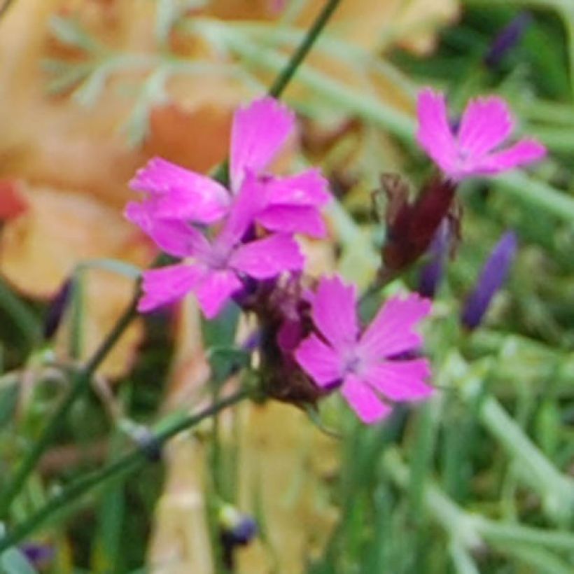 Dianthus carthusianorum - Oeillet des chartreux (Flowering)