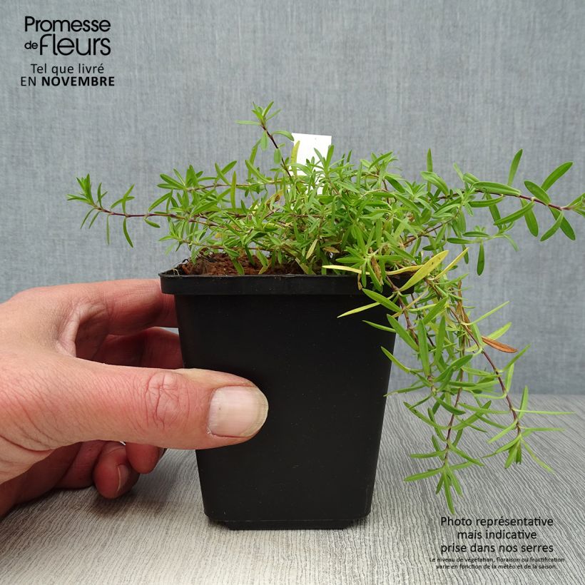 Example of Dianthus deltoides Flashing Light - Oeillet des landes Godet de 8/9 cm as you get in automne