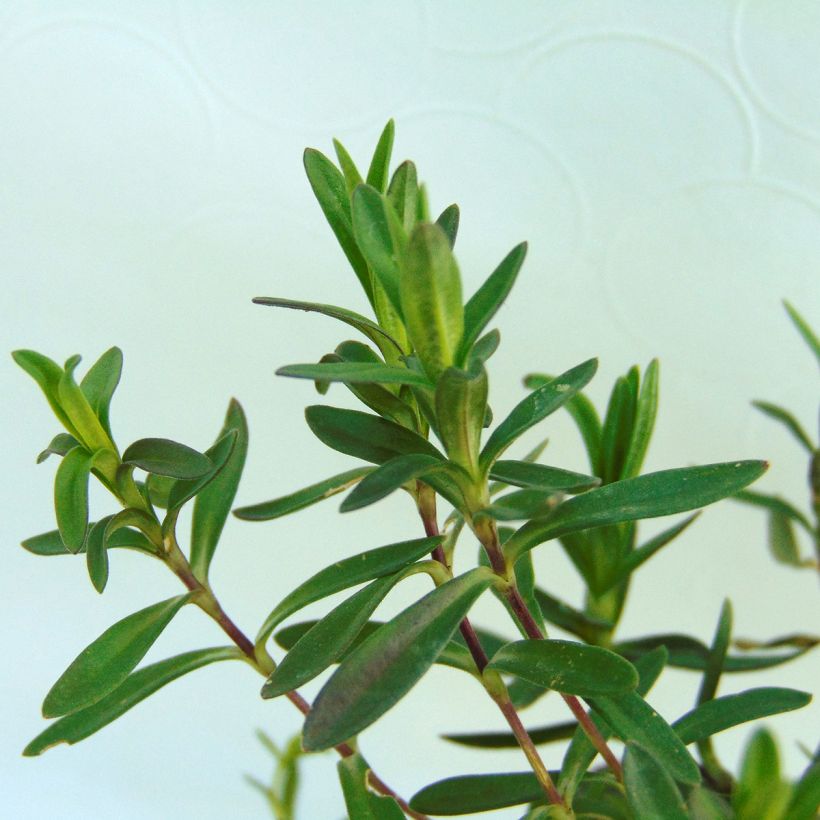 Dianthus deltoides Rosea - Oeillet des landes (Foliage)