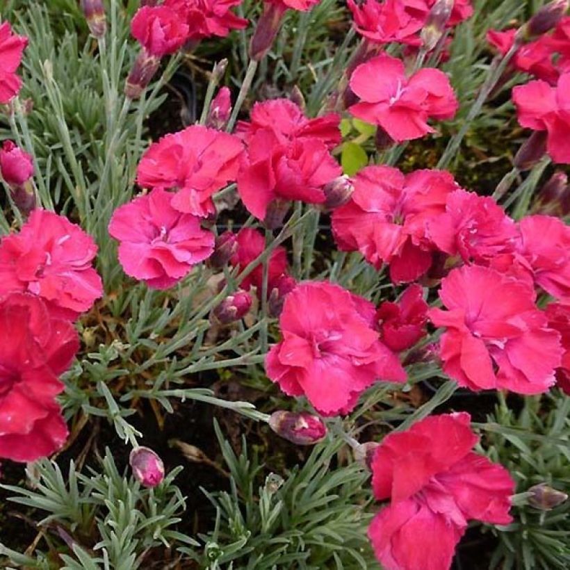Dianthus gratianopolitanus Bombardier - Oeillet de pentecôte (Flowering)