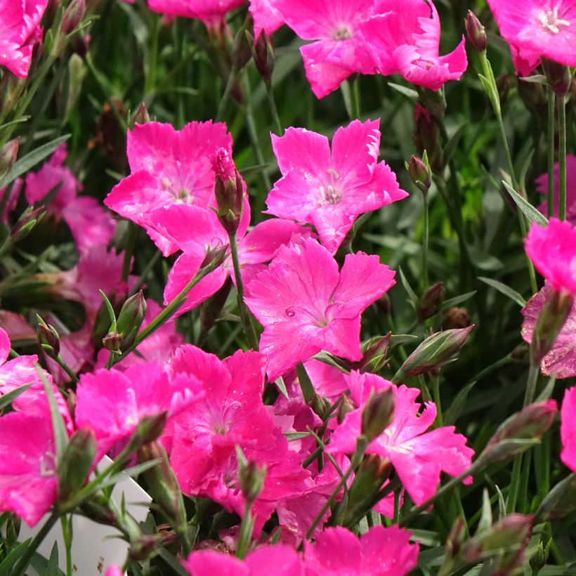 Dianthus gratianopolitanus Kahori - Œillet de pentecôte (Flowering)