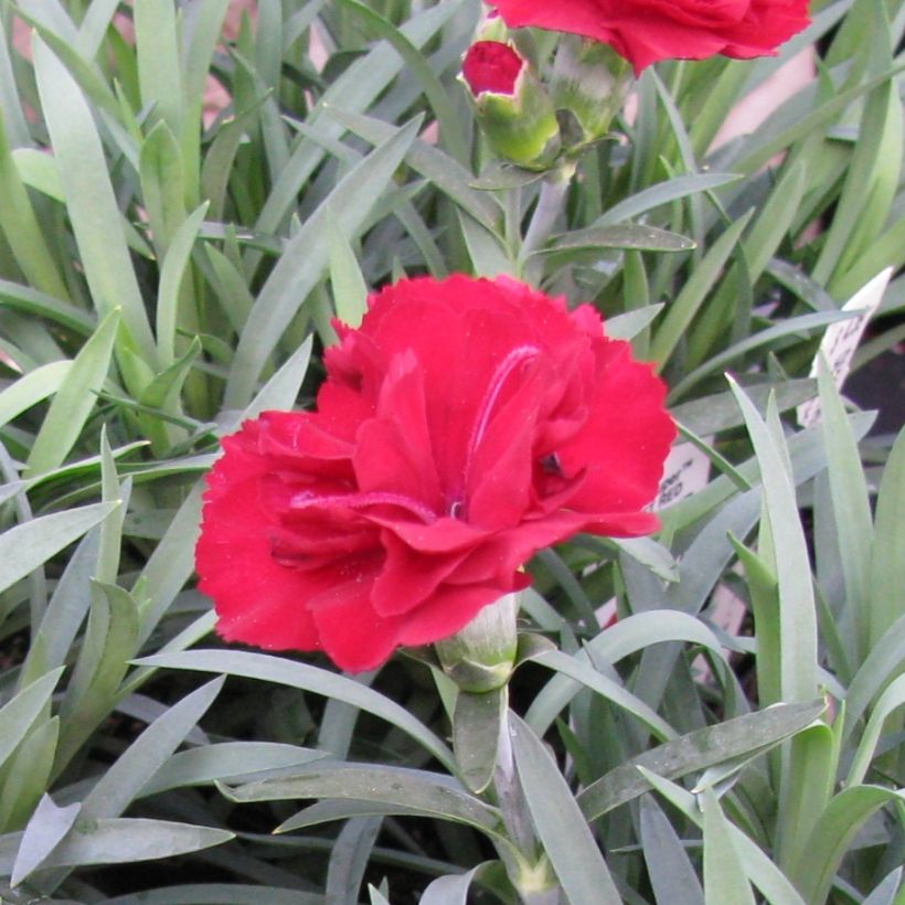 Dianthus plumarius Desmond - Oeillet mignardise rouge foncé (Flowering)