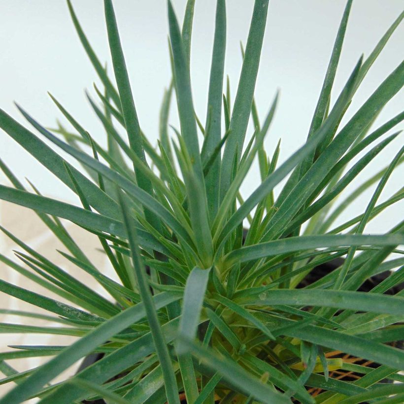 Dianthus plumarius Desmond - Oeillet mignardise rouge foncé (Foliage)