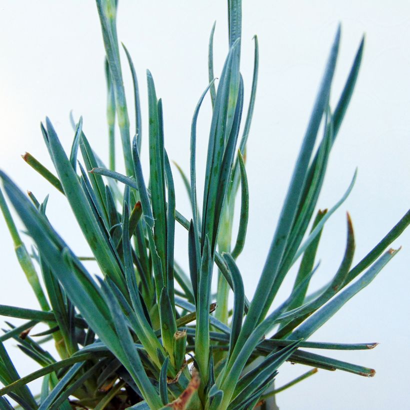 Dianthus plumarius Devon Cream - Oeillet mignardise (Foliage)