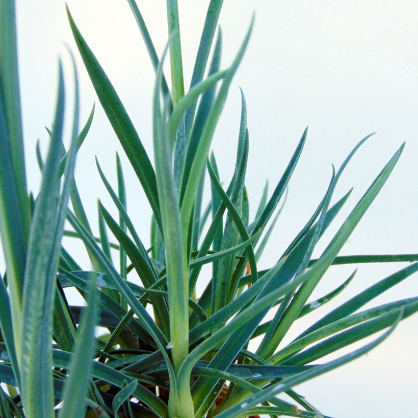 Dianthus plumarius Devon Dove - Oeillet mignardise. (Foliage)