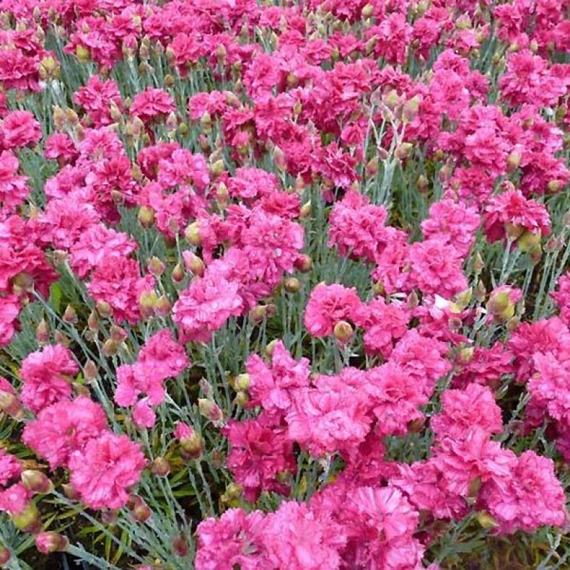 Dianthus plumarius Heidi - Oeillet mignardise  (Flowering)