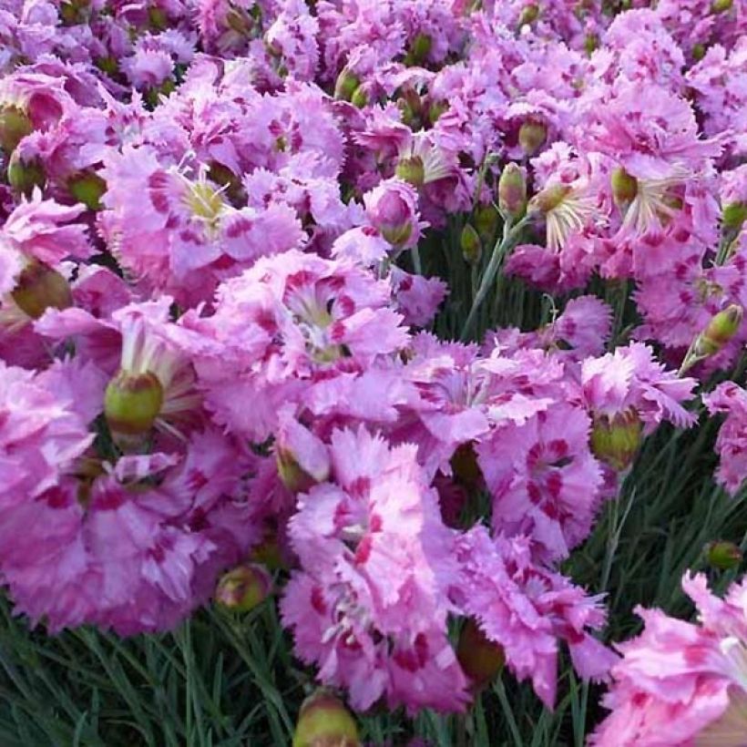 Dianthus plumarius Maggie - Oeillet mignardise (Flowering)