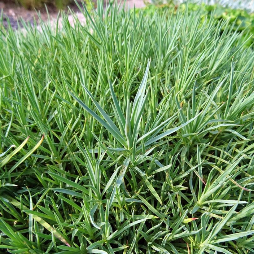 Dianthus plumarius Moulin Rouge (Pink Bicolour) - Oeillet mignardise (Foliage)