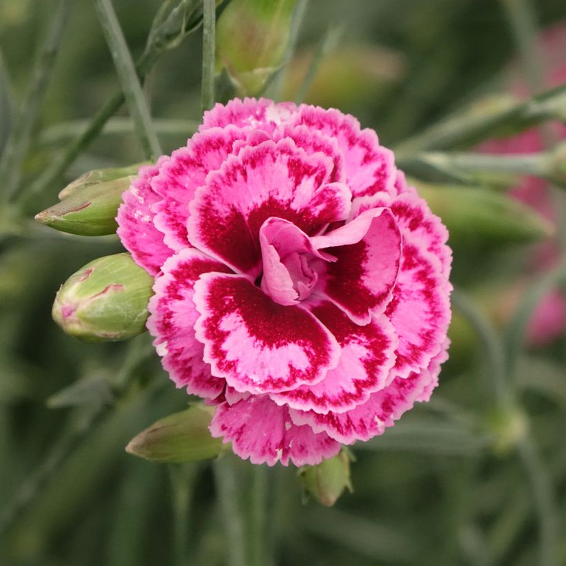 Dianthus plumarius Moulin Rouge (Pink Bicolour) - Oeillet mignardise (Flowering)