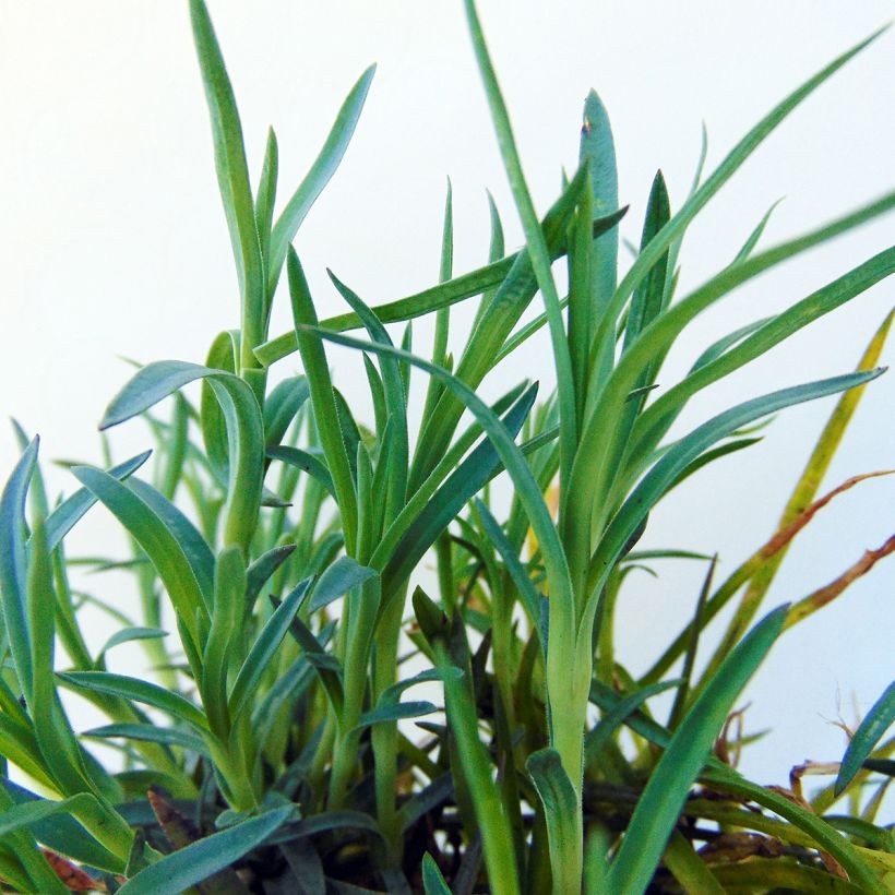 Dianthus plumarius Mrs Sinkins - Oeillet mignardise. (Foliage)