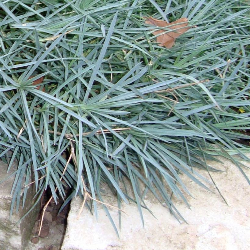 Dianthus plumarius Warden Hybrid -Oeillet mignardise  (Foliage)