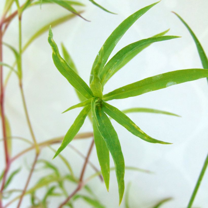 Dianthus superbus Primadonna - Oeillet superbe (Foliage)
