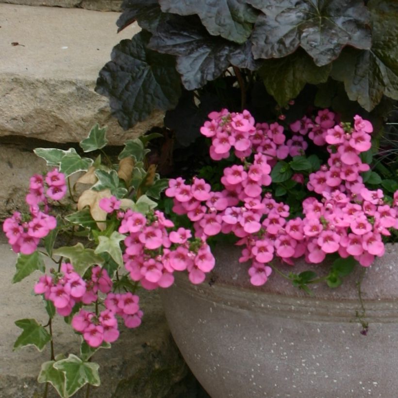 Diascia barberae Ruby Field - Diascie rose foncé (Plant habit)