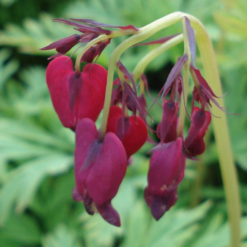 Coeur de Marie, Dicentra formosa Bacchanal (Flowering)