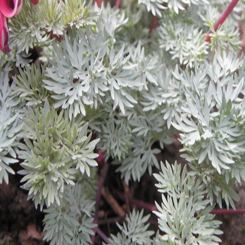Coeur de Marie rouge - Dicentra Burning Hearts® (Foliage)