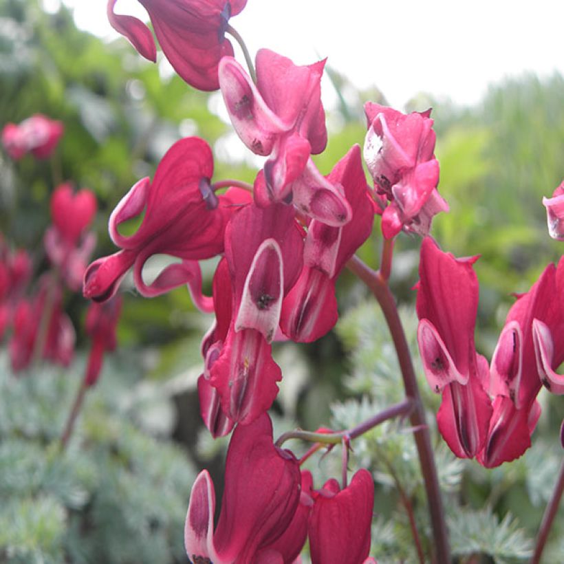 Coeur de Marie rouge - Dicentra Burning Hearts® (Flowering)