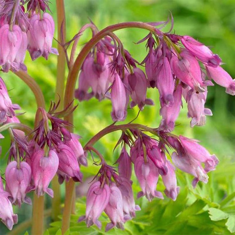 Coeur de Marie - Dicentra formosa Spring Gold (Flowering)