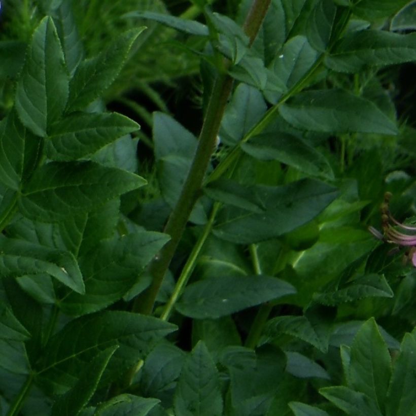 Dictamnus albus var. purpureus - Fraxinelle (Foliage)