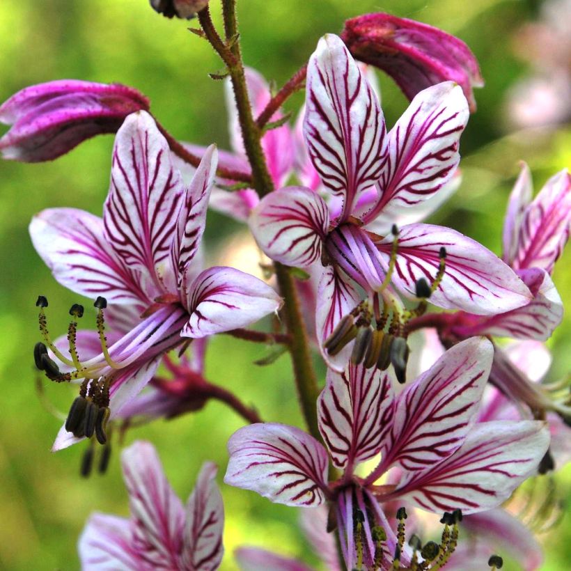 Dictamnus albus var. purpureus - Fraxinelle (Flowering)