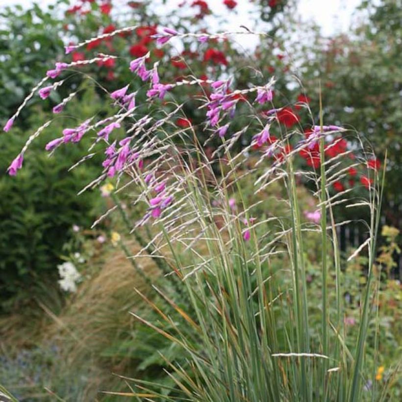 Canne à pêche des Anges - Dierama pulcherrimum (Plant habit)