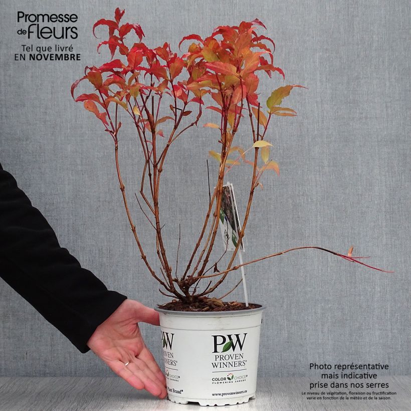 Example of Diervilla Kodiak Red Pot de 2L/3L as you get in automne