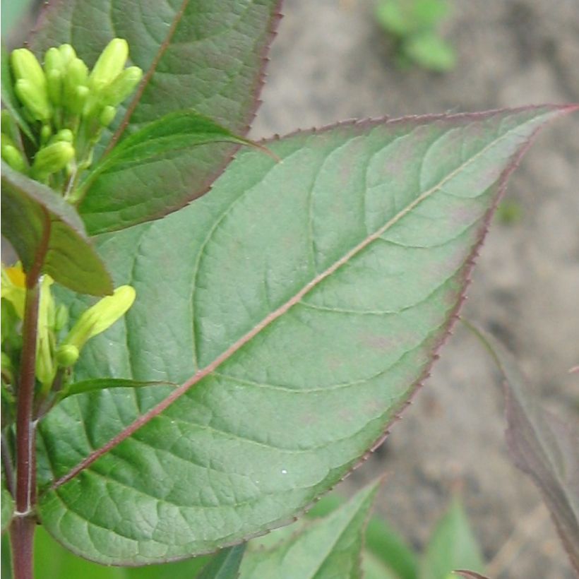 Diervilla splendens - Diervillé (Foliage)