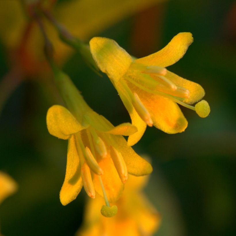 Diervilla splendens - Diervillé (Flowering)