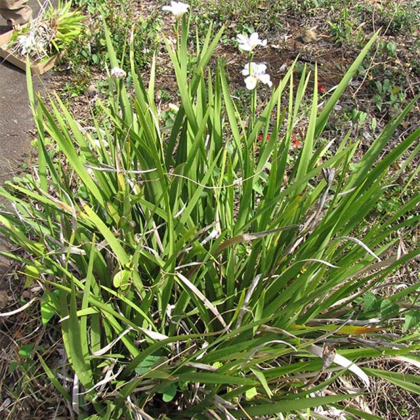 Dietes Grandiflora - Iris des Fées (Plant habit)