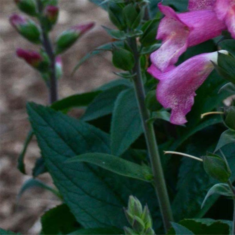 Digiplexis Berry Canary - Digitalis hybride (Foliage)