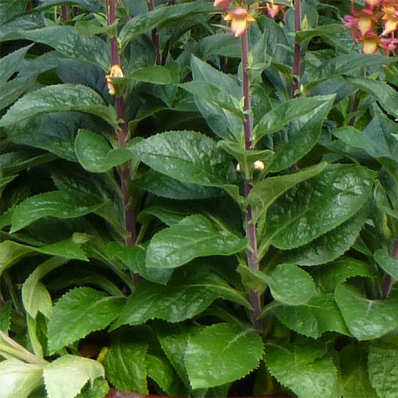 Digiplexis Illumination Flame - Digitalis hybride (Foliage)