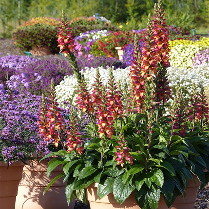 Digiplexis Illumination Flame - Digitalis hybride (Plant habit)