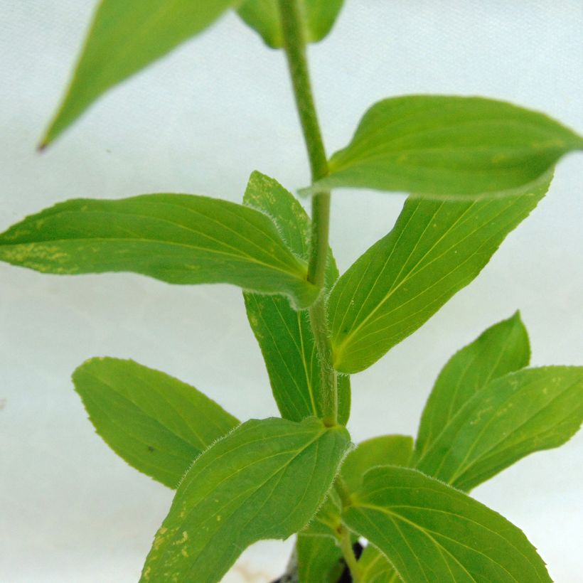 Digitale à grandes fleurs - Digitalis grandiflora (Foliage)
