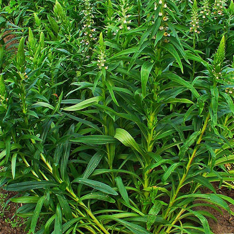Digitale laineuse bicolore - Digitalis lanata (Foliage)