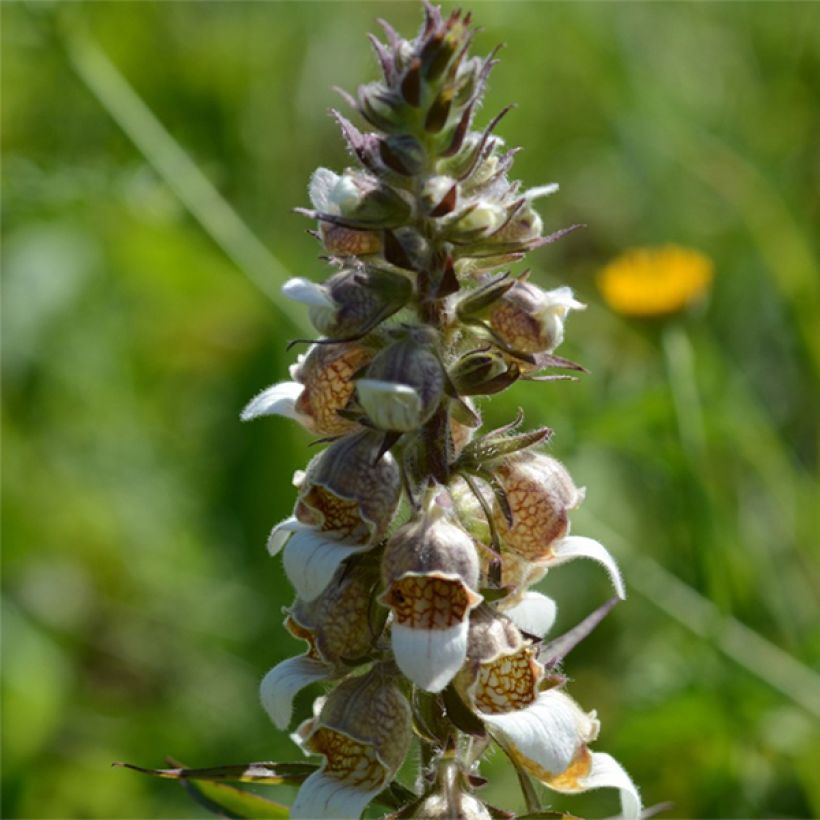 Digitale laineuse bicolore - Digitalis lanata (Flowering)