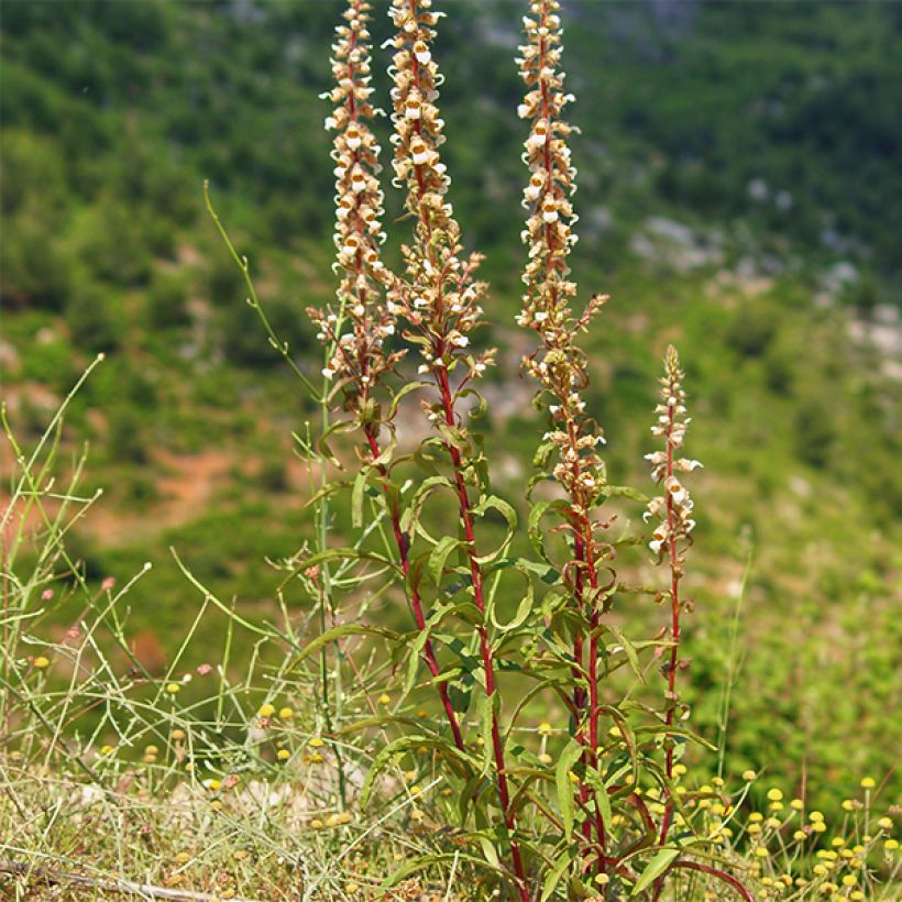 Digitale laineuse bicolore - Digitalis lanata (Plant habit)